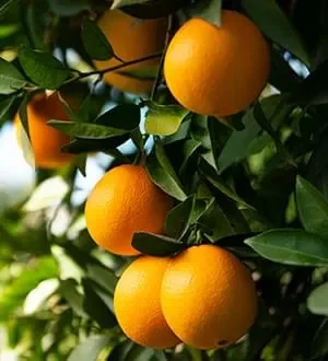 Fresh oranges with vitamin C
